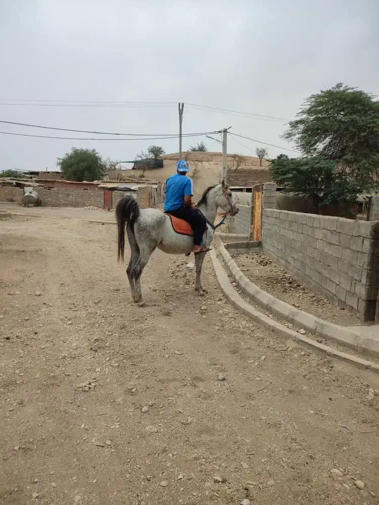 مادیون عشایری سرو دمگیر|اسب و تجهیزات اسب‌سواری|خرم‌آباد, |دیوار