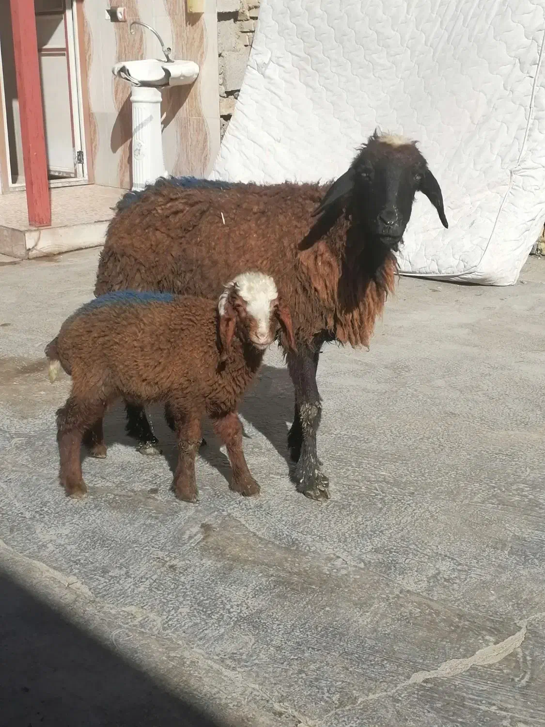 میش و بره 2عدد|حیوانات مزرعه|دزفول, |دیوار