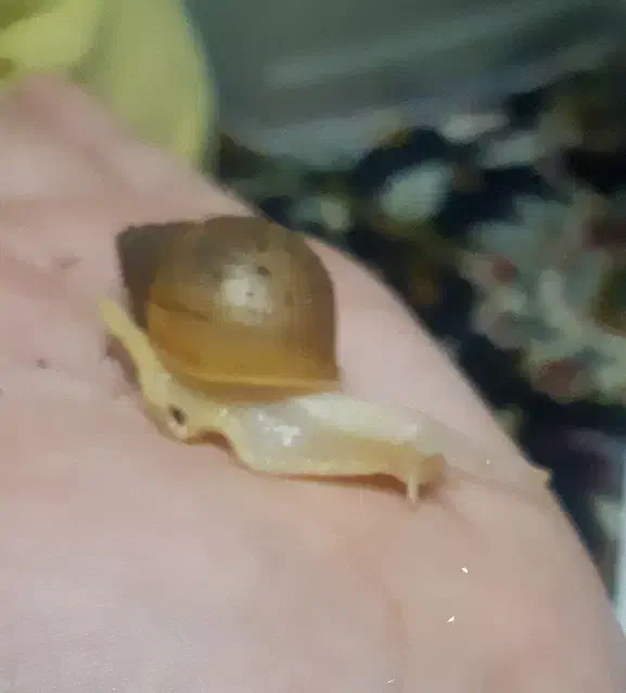 حلزون اقتصادی (اطلاعات داخل آگهی )|خزنده|اراک, |دیوار