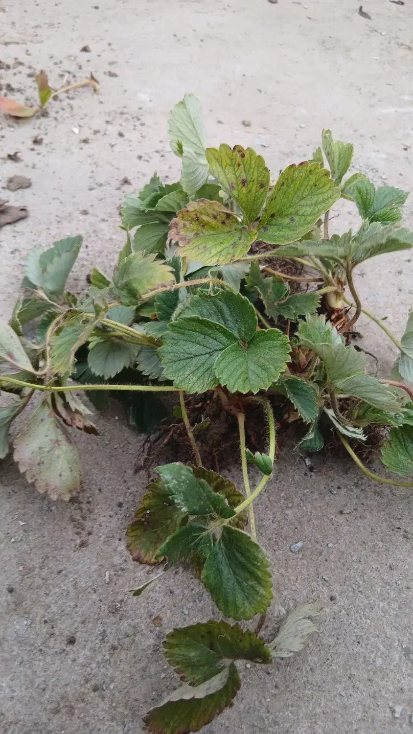 بوته توت فرنگی خارجی فرانسوی|گل و گیاه طبیعی|آکند, |دیوار