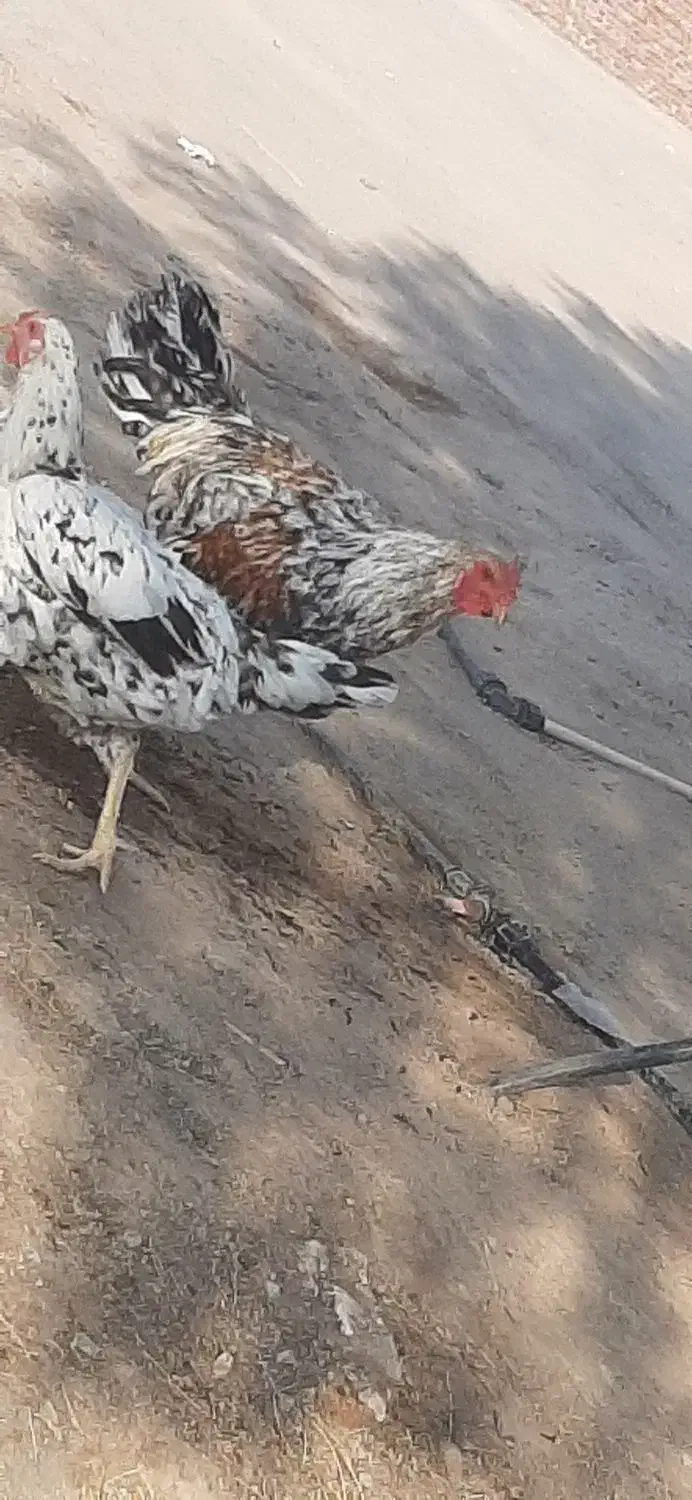 مرغ و خروس فروشی محلی|حیوانات مزرعه|کورین, |دیوار