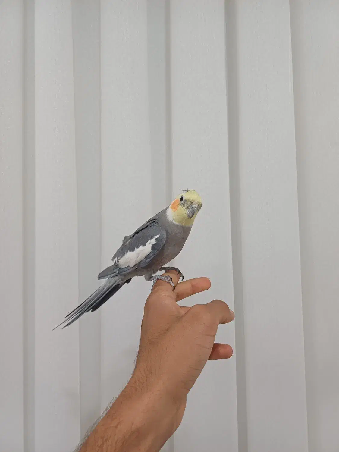 عروس نر مست معاوضه با قناری،جوج سهره ،طوطی برزیلی|پرنده|کوهدشت, |دیوار