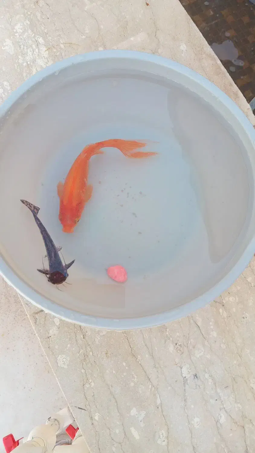 ماهی اکواریوم|ماهی|جیرفت, |دیوار