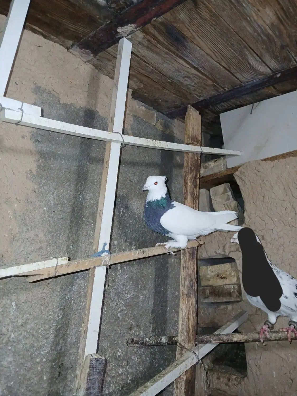 طوقی کلهای سرور دمسفید ساده|پرنده|سمنان, |دیوار