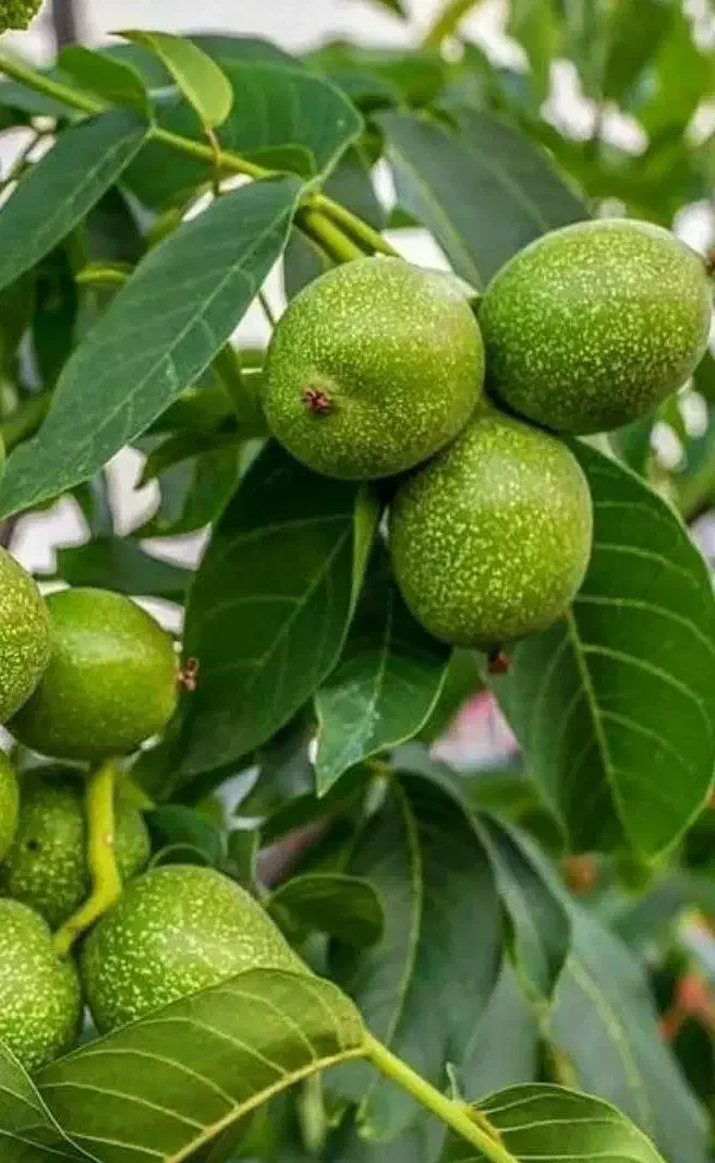 پیشفروش نهال گردو فرنور|خدمات باغبانی و درختکاری|شاهرود (اردبیل), |دیوار