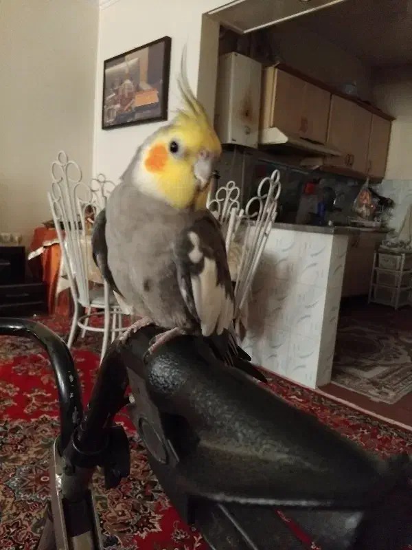 عروس هلندی نر سخنگو ۷ماهه|پرنده|فردیس, شهرک شهید حسینی|دیوار