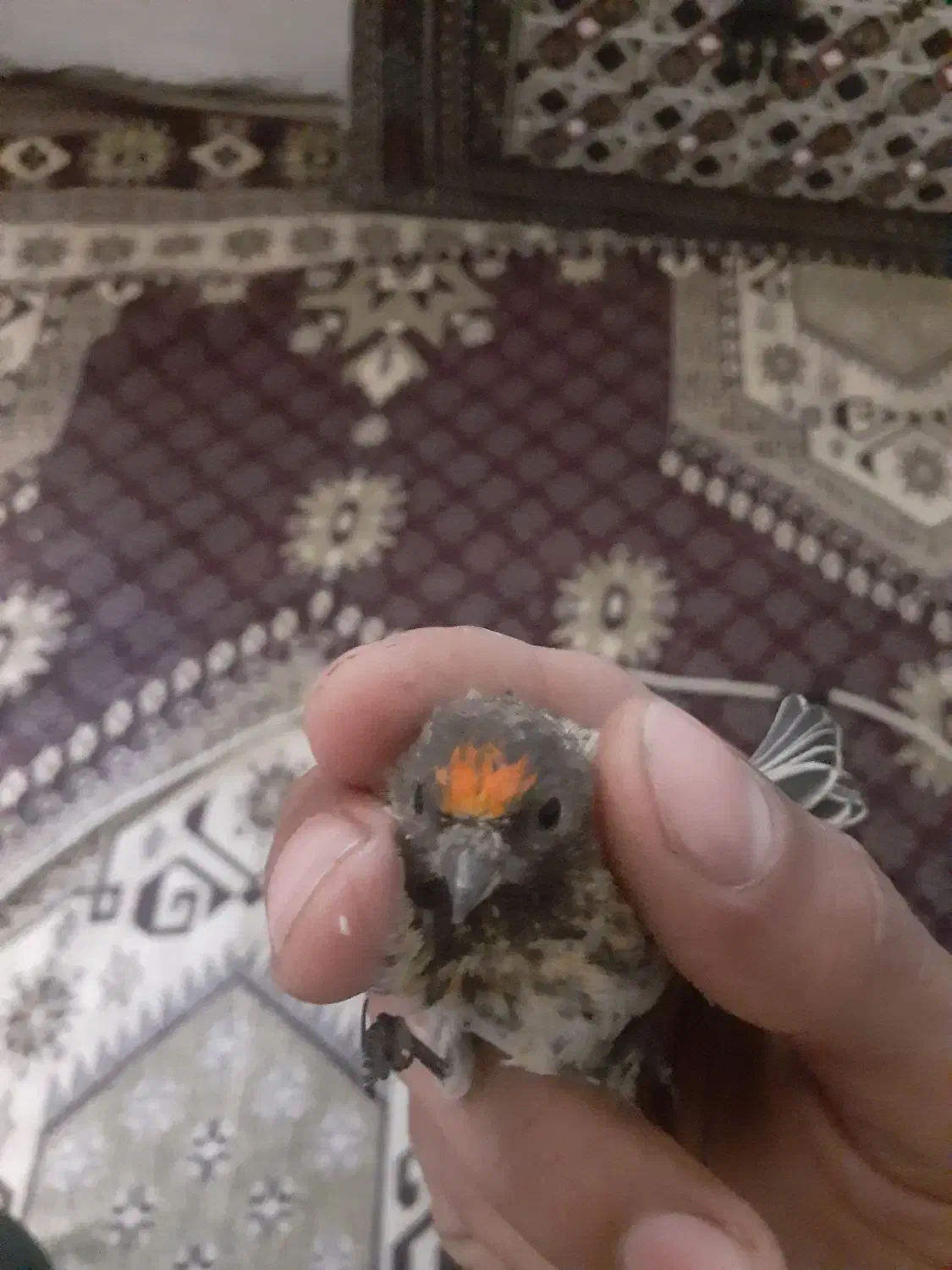 جوجه گلبسر.سهره.جوجه سهره.گلبسرنر.گلبسر ماده پرنده|پرنده|فیروزکوه, |دیوار
