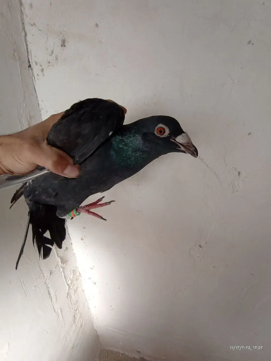 پرنده کبوتر|پرنده|نیمبلوک, |دیوار