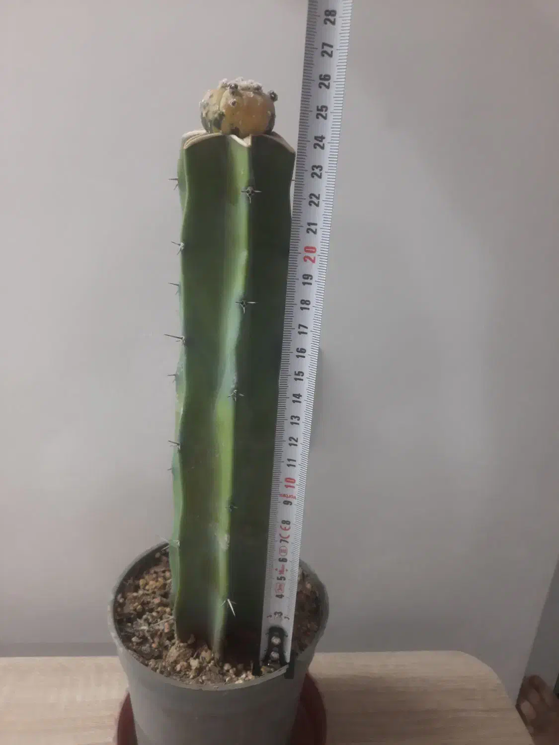 کاکتوس آستریاس ابلق|گل مصنوعی|یزد, |دیوار