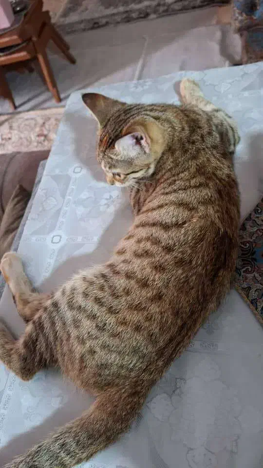 واگذاری رایگان گربه|گربه|نوشهر, |دیوار