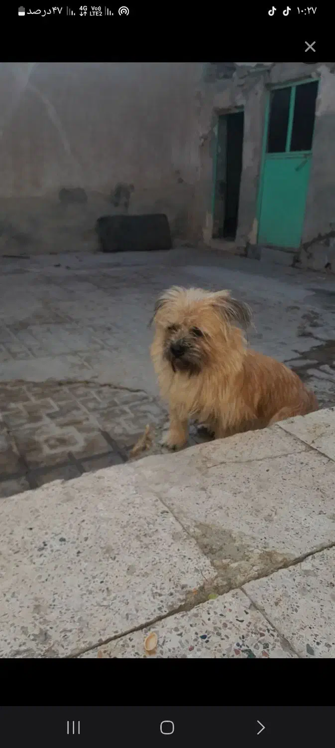 فروشی|سگ|بیرجند, |دیوار