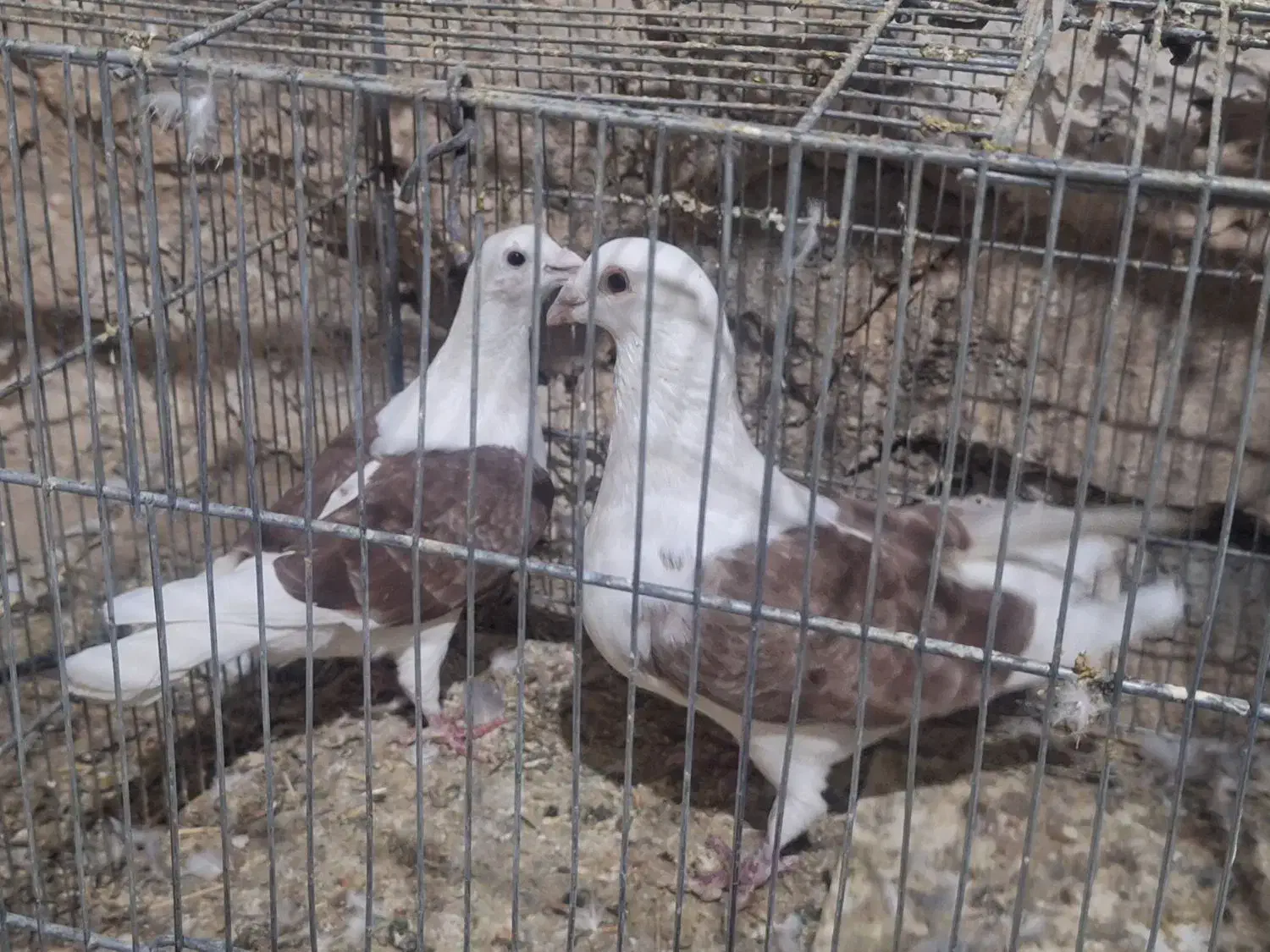 کبوتر دوکت پلاکی|پرنده|جوانرود, |دیوار