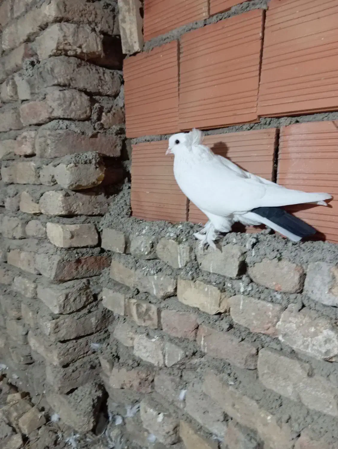 کبوتر|پرنده|گنبد کاووس, |دیوار