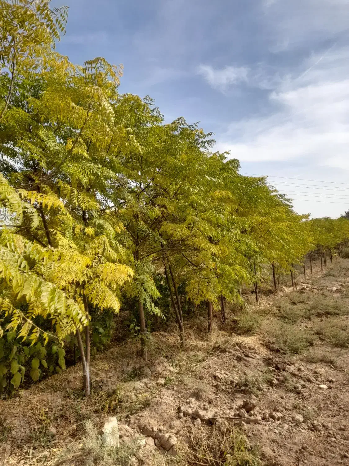 باغچه ۴۰۰ متری|فروش زمین و ملک کلنگی|باقرشهر, |دیوار