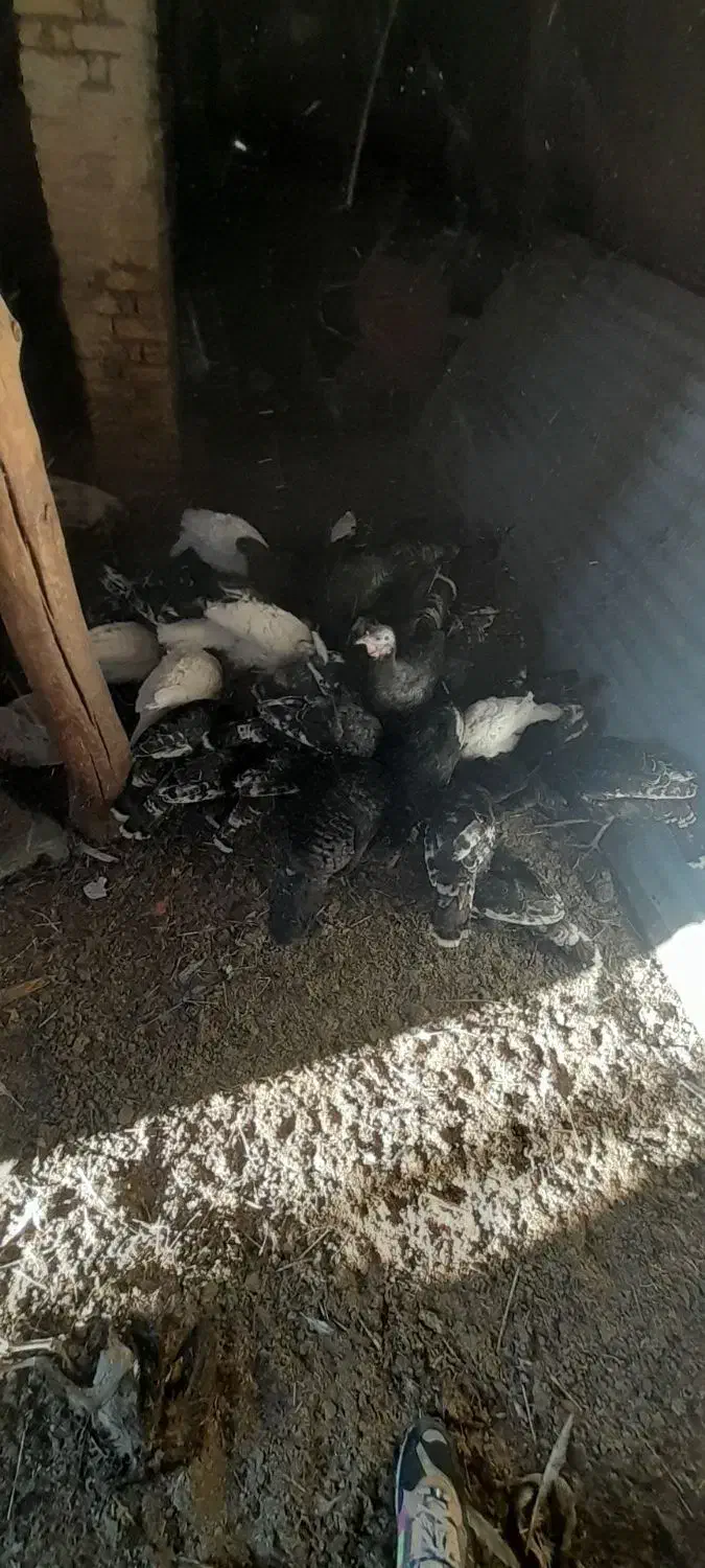 قوقلمون|حیوانات مزرعه|میانه, |دیوار