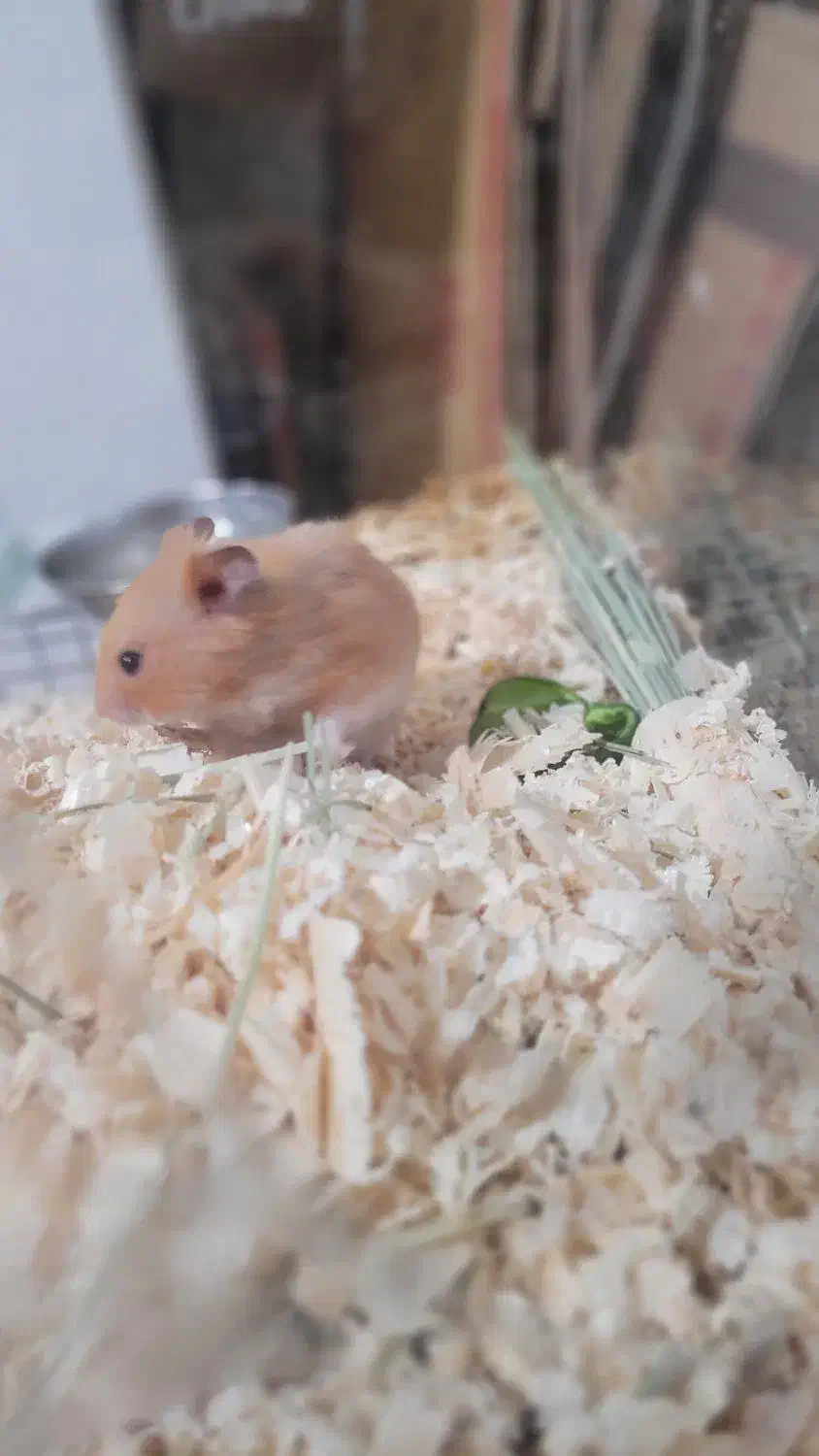 همستر قهوه ای نر|موش و خرگوش|شیراز, منطقه هوایی شهید دوران|دیوار