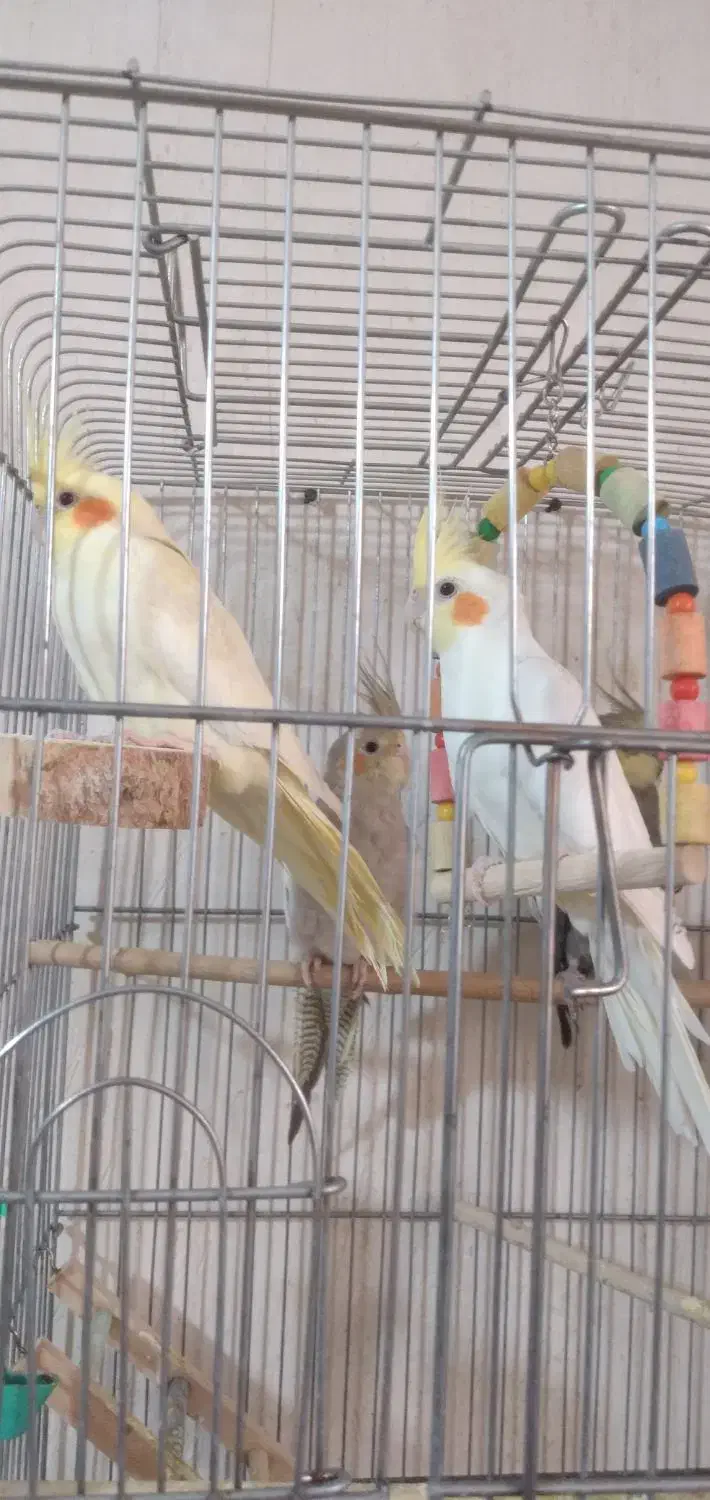 عروس سه لوتینو یه اهوی یکی دستی هس|پرنده|ماکو, |دیوار