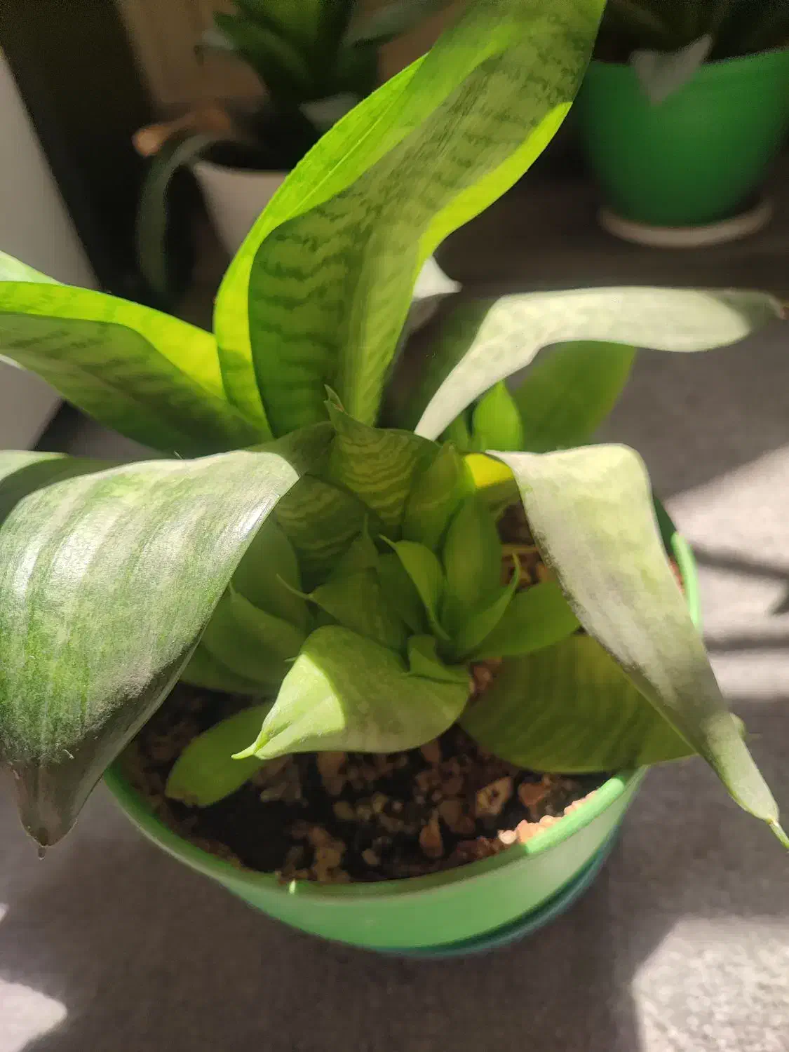 سانسوریا پاکوتاه|گل و گیاه طبیعی|تهران, شادمان|دیوار