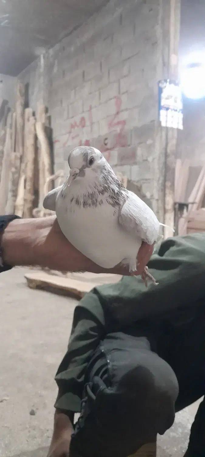 کبوتر|پرنده|نهاوند, |دیوار