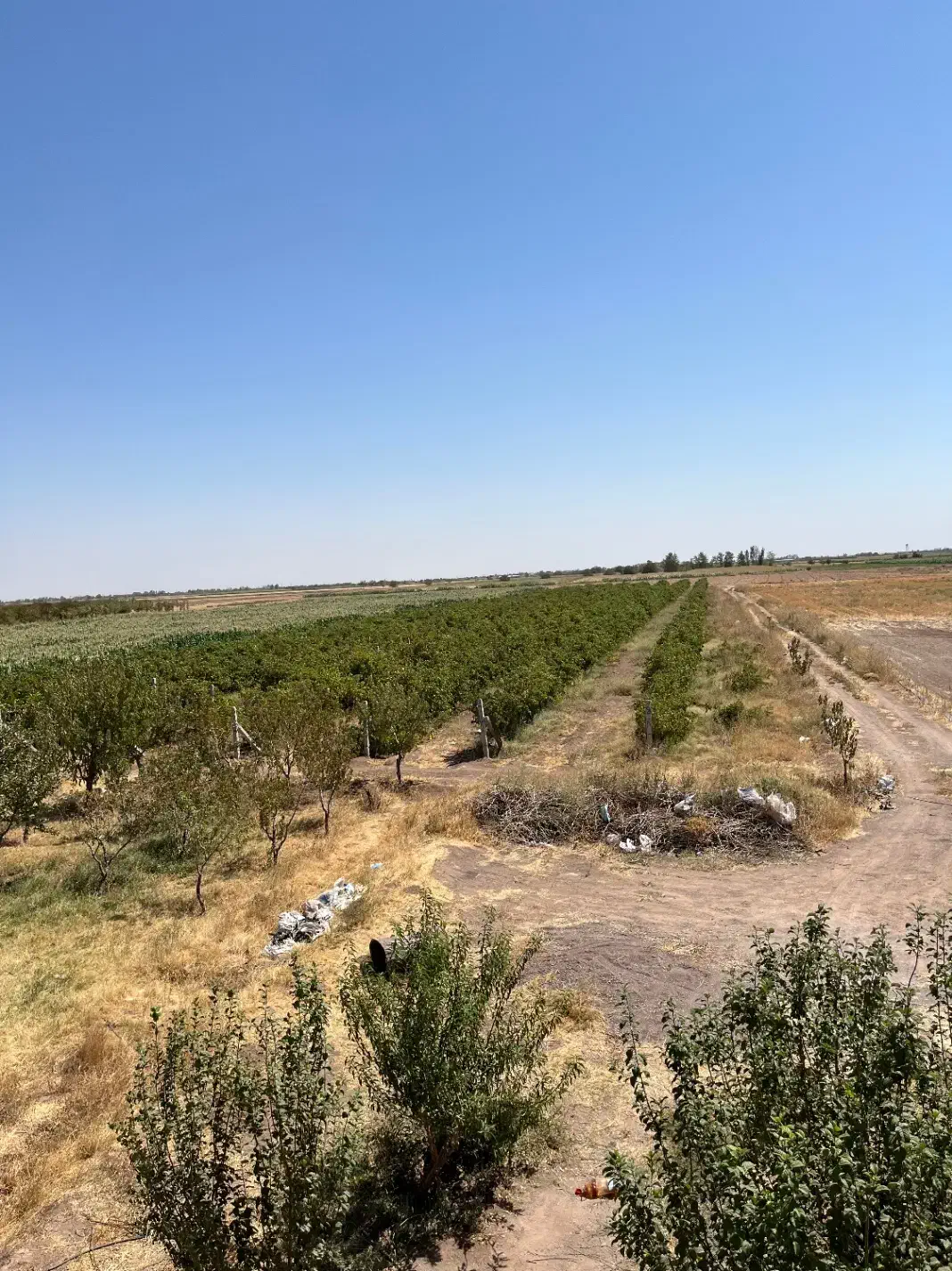 باغ انگور داربستی|فروش دفتر صنعتی، کشاورزی، تجاری|دشتابی, |دیوار