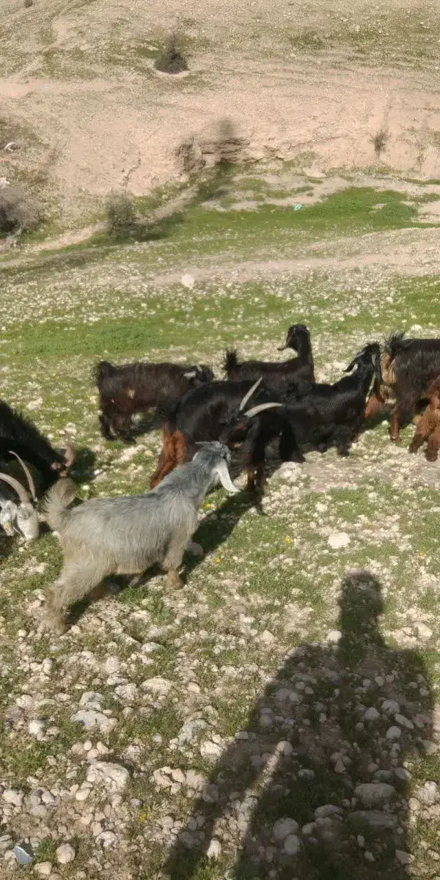 بز زاییده|حیوانات مزرعه|بهبهان, |دیوار