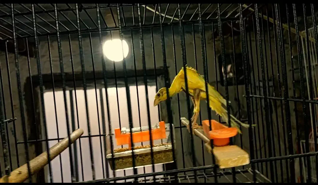 قناری یلو فاکتور|پرنده|مشهد, شفا|دیوار