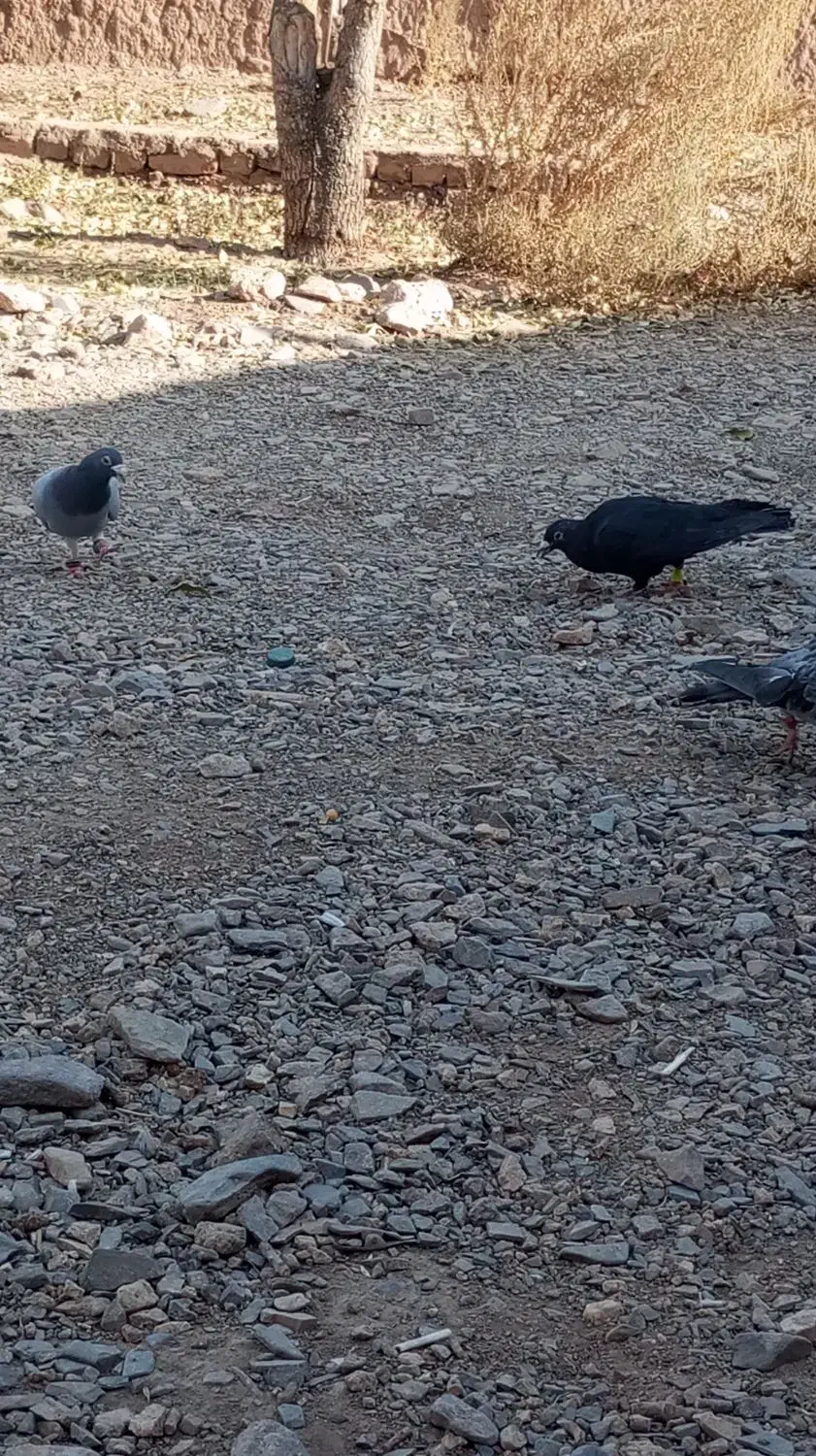 کفتر پرنده|پرنده|رشتخوار, |دیوار