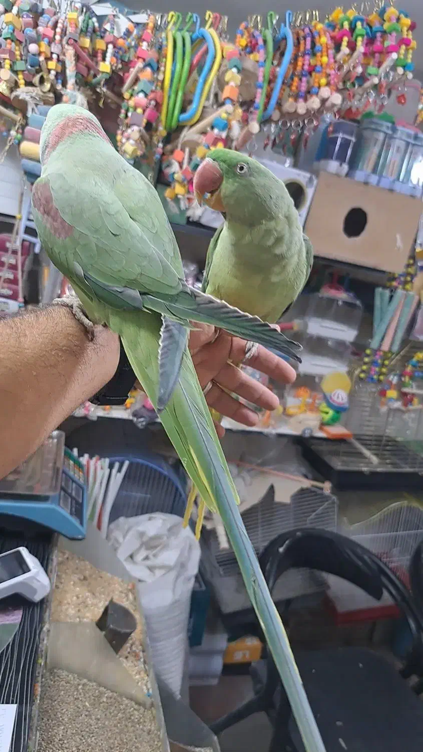 طوطی سانان|پرنده|بوکان, |دیوار