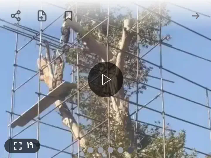 هرس کردن باغ رایگان وخریدن چوب وتنه|خدمات باغبانی و درختکاری|ملارد, |دیوار