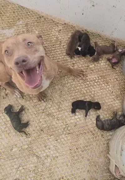 توله سگ بیتبول|سگ|زاهدان, |دیوار