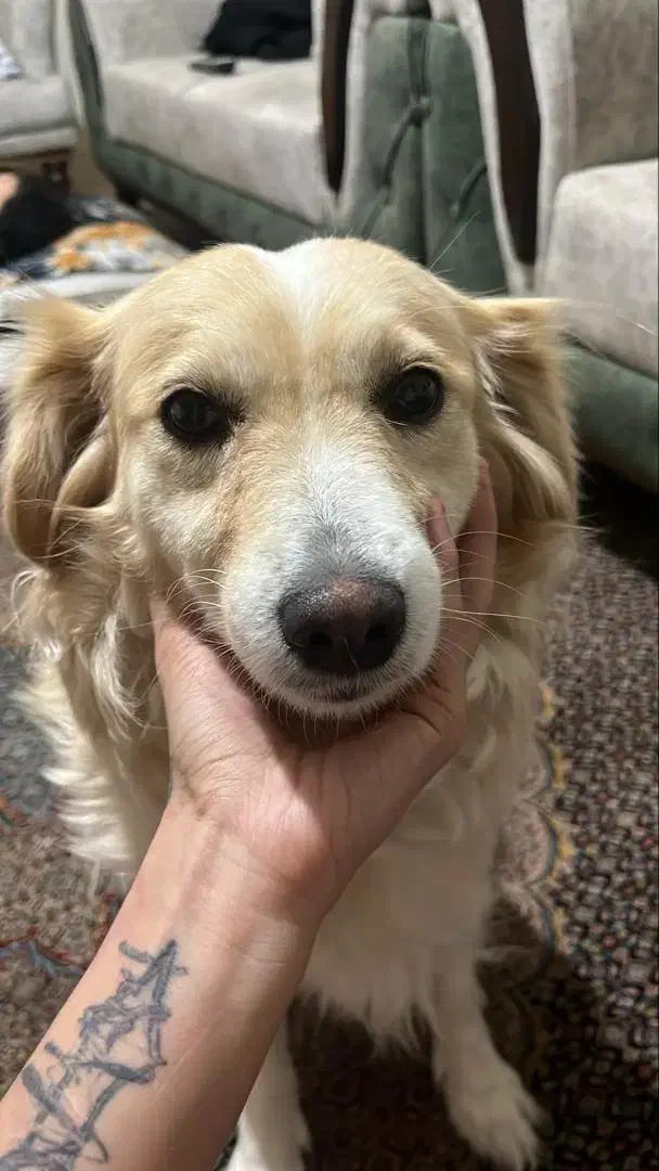 ‌واگذاری فوری  ماده پامراشپیتز باردار|سگ|تبریز, |دیوار