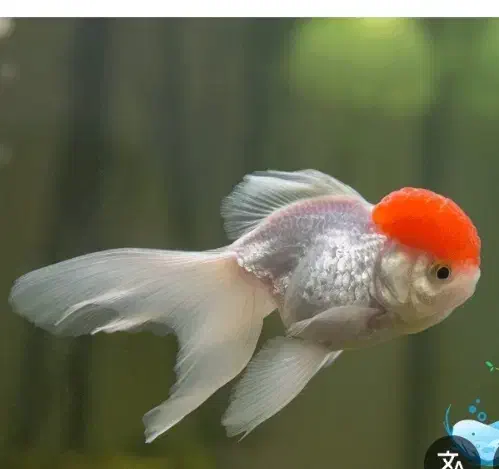 ماهی گلدفیش|ماهی|تبریز, |دیوار