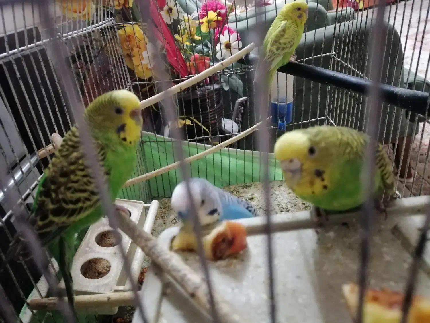 فروش دوعدد مرغ عشق سبزخشکل|پرنده|نیریز, |دیوار