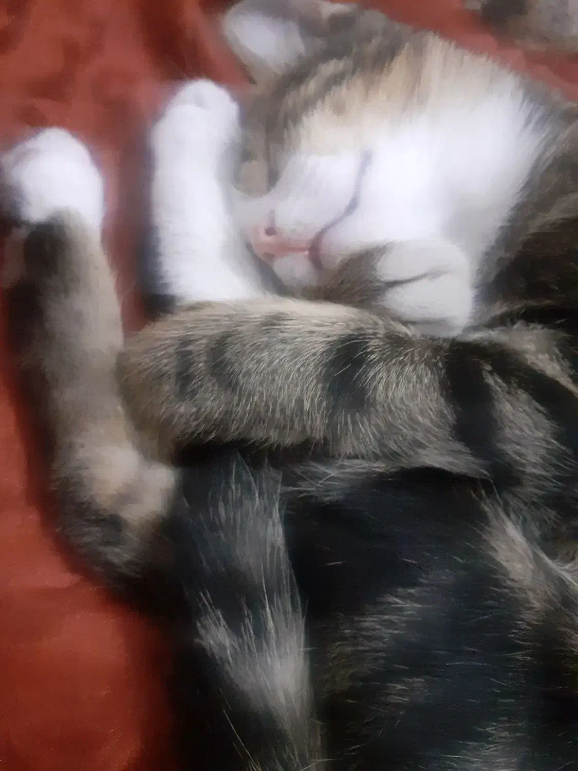 گربه گم شده|حیوانات|تبریز, |دیوار