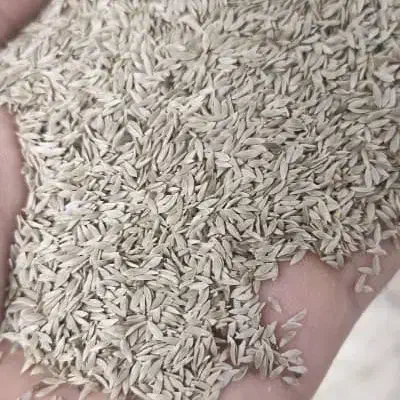تخم کاهو|خوردنی و آشامیدنی|شیراز, اصلاح‌نژاد|دیوار