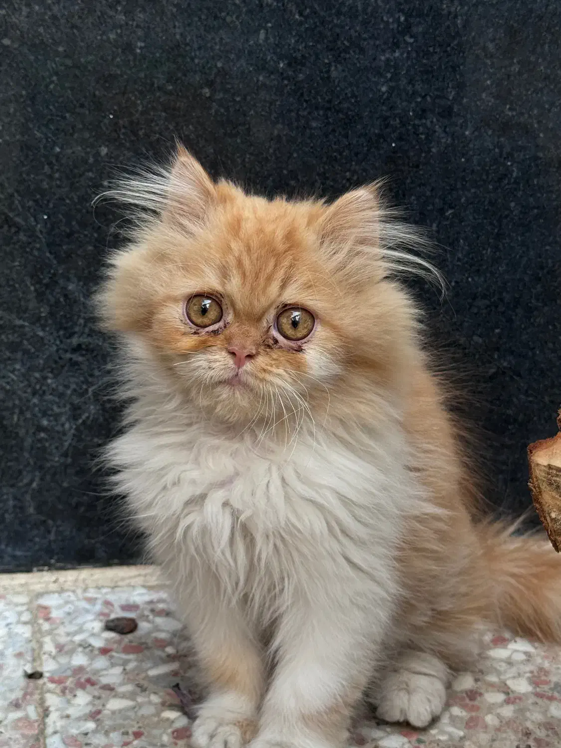 گربه توله پرشین|گربه|شیراز, درکی|دیوار