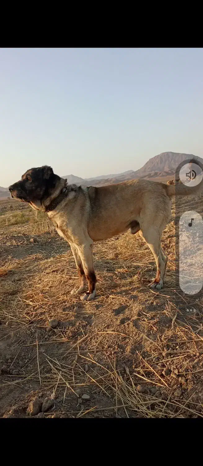 سگ‌گله‌ای|سگ|نیمبلوک, |دیوار