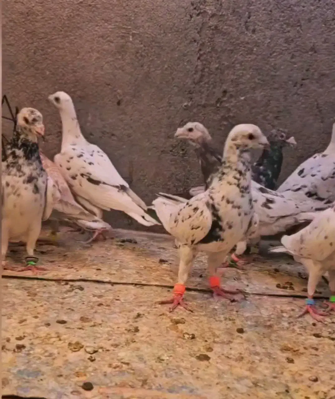 پرندها همه از تیپ جدا شدن همه نر|پرنده|تربت‌حیدریه, باغ ملی|دیوار