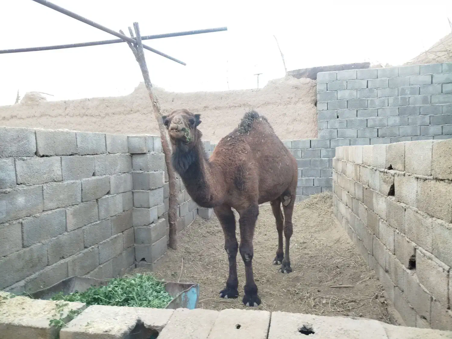 شتر حق سه ساله|حیوانات مزرعه|بافق, |دیوار