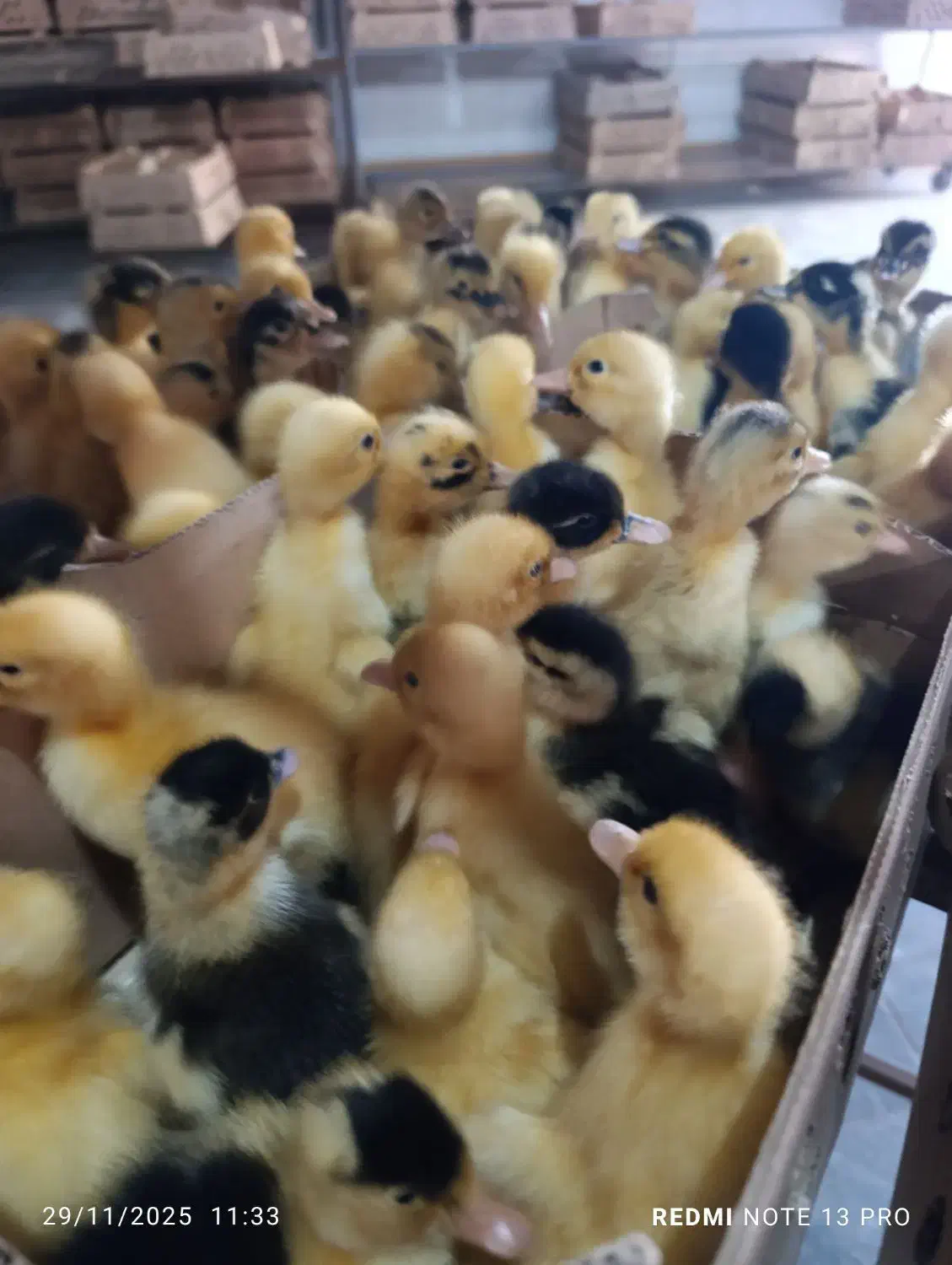 مرغابی گوشتی|حیوانات مزرعه|رشت, رودباری|دیوار