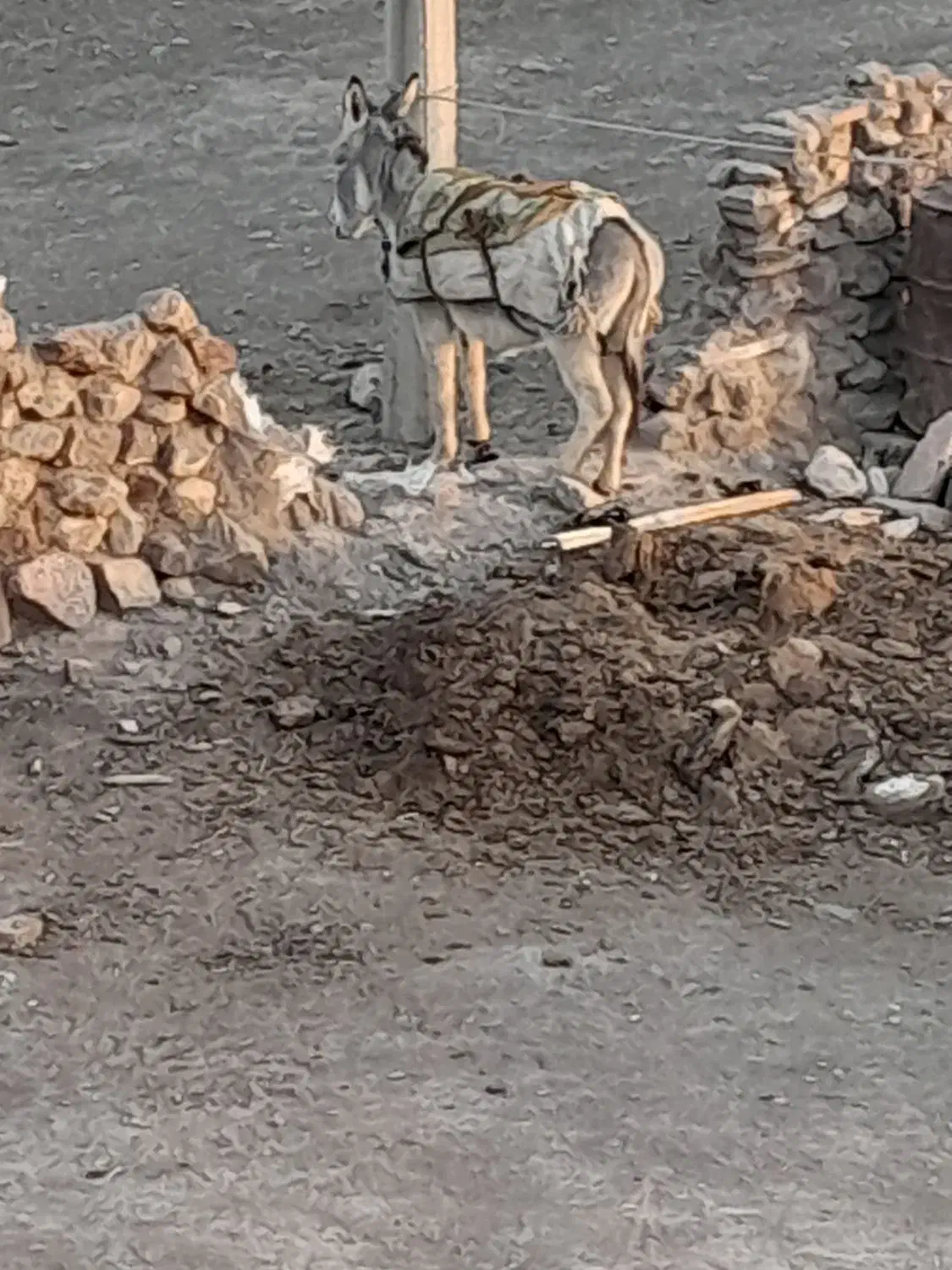 خرگله|حیوانات مزرعه|فیروزه, |دیوار