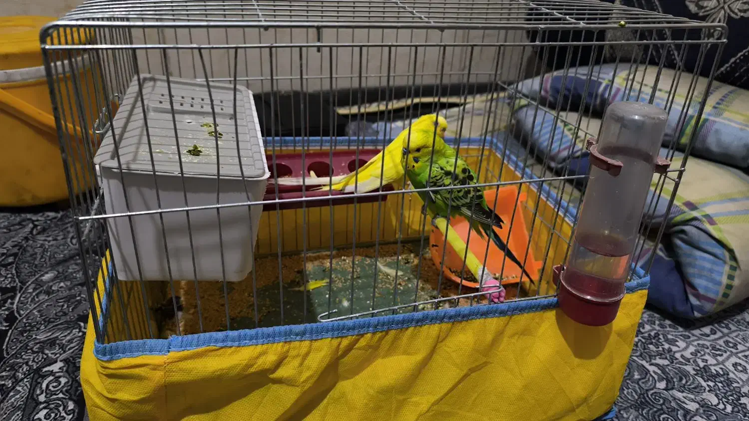 یک جفت مرغ عشق اماده تخم گذاری با قفس|پرنده|شیراز, علوم پزشکی|دیوار