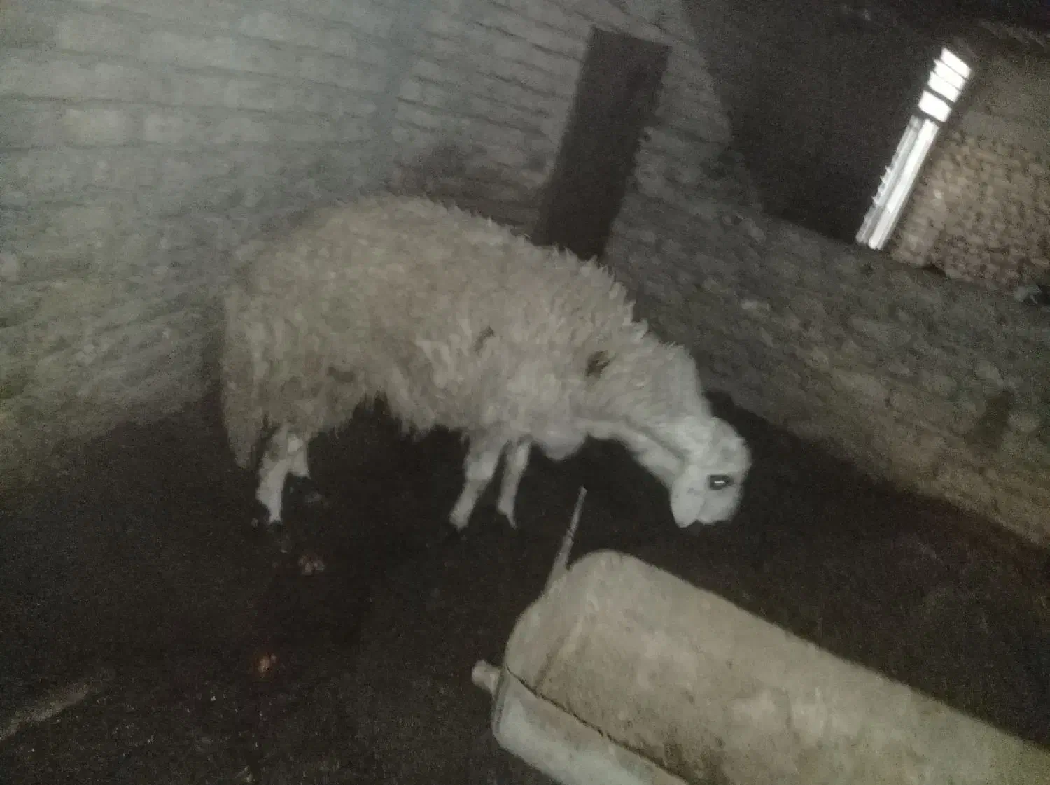 بره قوچی سفید|حیوانات مزرعه|قلندر آباد, |دیوار