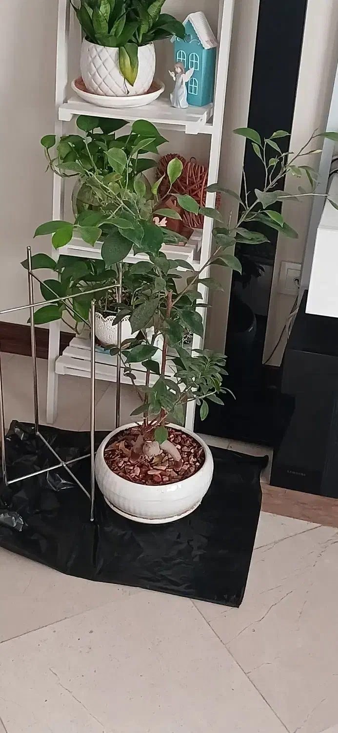 گل طبیعی|گل و گیاه طبیعی|تهران, کن|دیوار