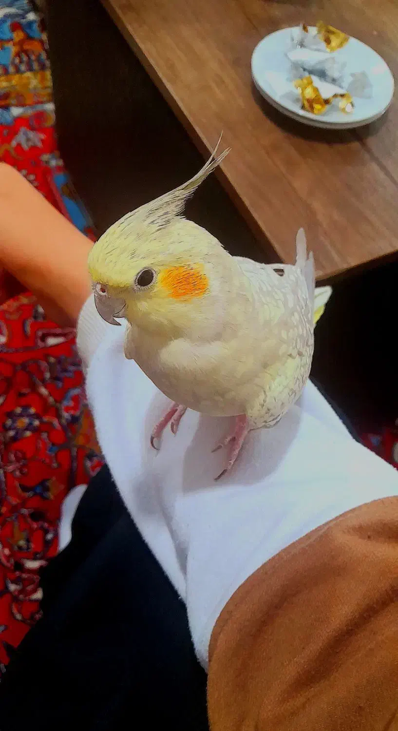 عروس هلندی ماده|پرنده|مریوان, |دیوار