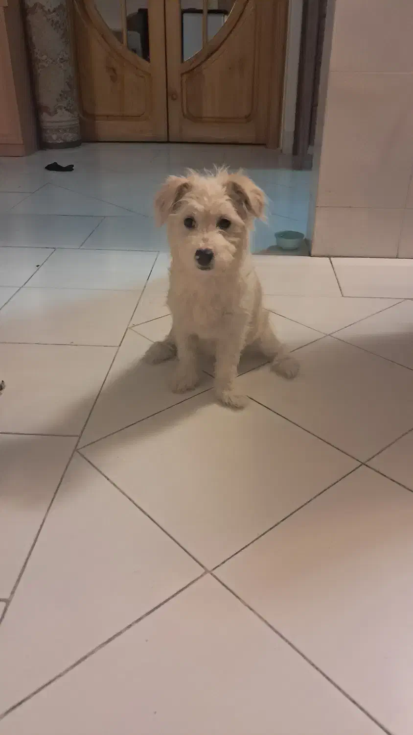 واگذاری سگ ۶ ماهه|سگ|اصفهان, دشتستان|دیوار