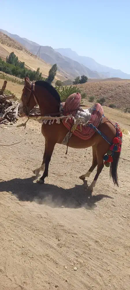 اسب ماده  قاطر|اسب و تجهیزات اسب‌سواری|مریوان, |دیوار