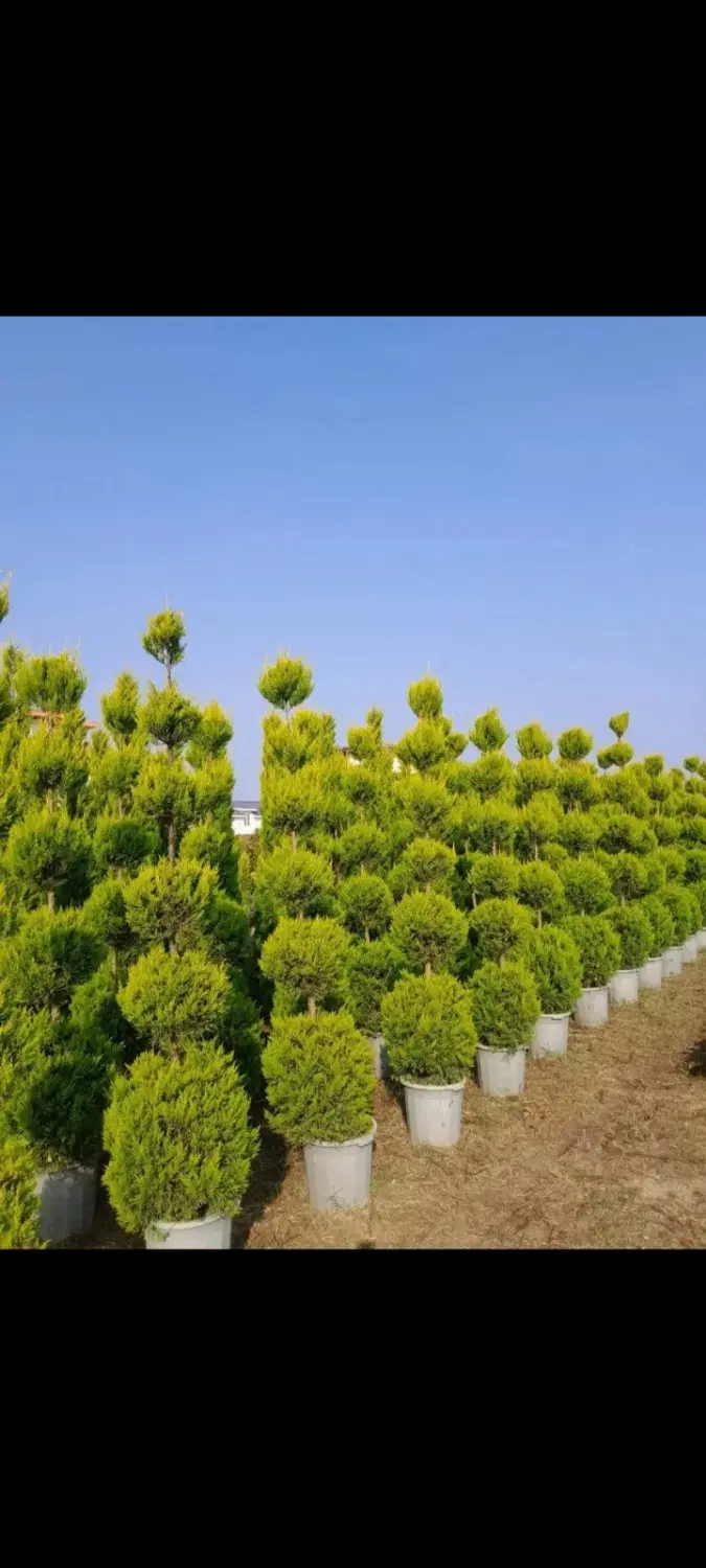 خدمات باغبان باغبانی تعویض خاک گلدان درخت نهالستان|خدمات باغبانی و درختکاری|تهران, تجریش|دیوار