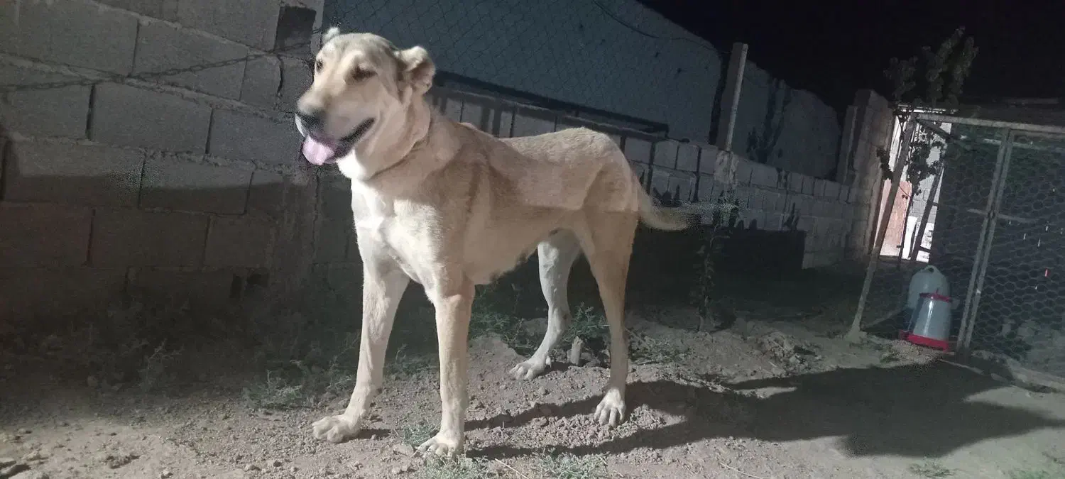 واگذاری سگ|سگ|تهران, مشیریه|دیوار