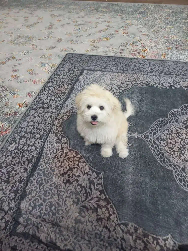 سگ با هوش ماده|سگ|حمیدیا, |دیوار